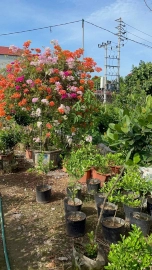 Bougainvillea trees on sale