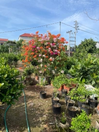 Bougainvillea trees on sale