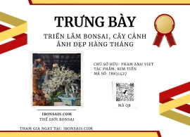 Cây Kim Tiền ạ!