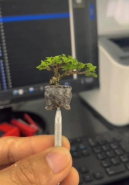 Super mini premna bonsai tree