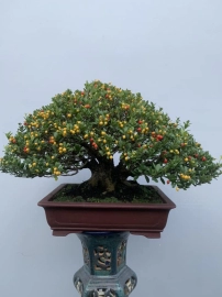 Scopolia nana bonsai tree