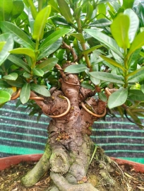 Red Ixora tree