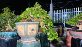 Vietnamese Hibiscus bonsai tree