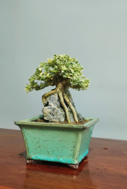 Premna mini tree