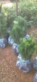 Japanese black pine nursery