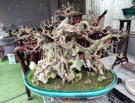 Ficus benjamina