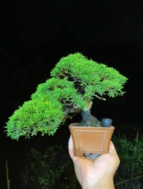 Mini pine tree