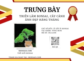 Cây tùng mini