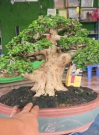 Mature premna bonsai tree