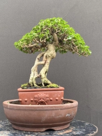 Premna bonsai tree