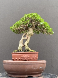 Premna bonsai tree