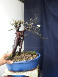 Em Hoa Hồng bonsai ngày mưa...