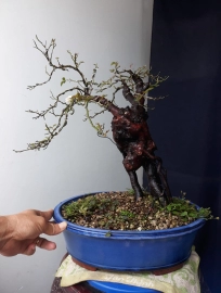 Rose bonsai tree