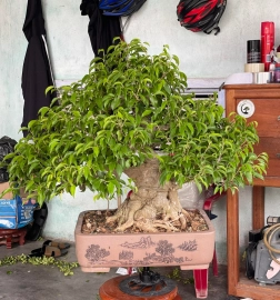 Ficus benjamina tree