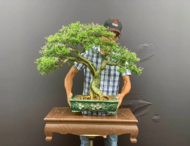 Vietnamese blue bell bonsai artwork