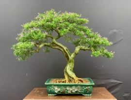 Vietnamese blue bell bonsai artwork