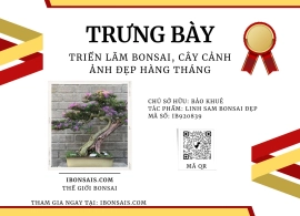 Linh sam bonsai đẹp, hàng đẹp đáng sưu tầm ạ