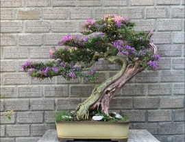 Vietnamese blue bell bonsai artwork