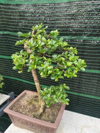 Ehretia Microphylla tree