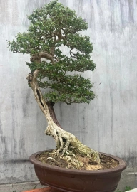 Vietnamese blue bell bonsai artwork