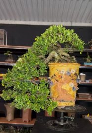 Scopolia nana bonsai artwork