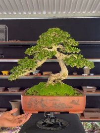 Antidesma acidum bonsai artwork