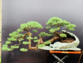 Casuarina equisetifolia bonsai artwork