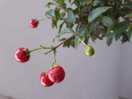 Malpighia glabra tree