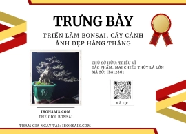 Mai chiếu thủy lá lớn