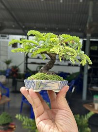 Mini tamarind tree