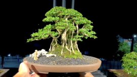 Premna bonsai tree