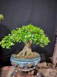 Orange jasmine tree