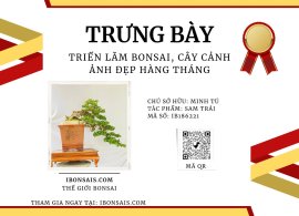 Tp: Sam trái , đường thân lắc lượng nghệ thuật