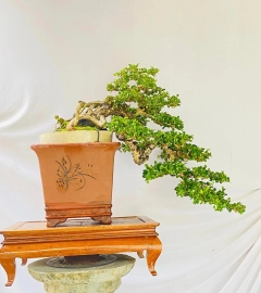 Antidesma acidum bonsai artwork