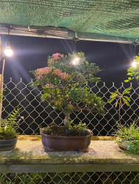 Purple Ixora tree