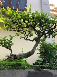 Tác phẩm ổi vô cùng già quý