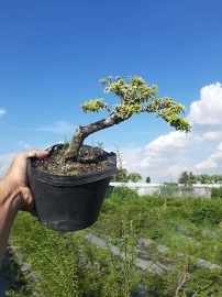 Bonsai hàng chất lượng giá từ 150k-300k