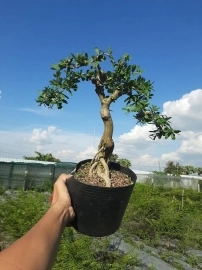 Bonsai hàng chất lượng giá từ 150k-300k