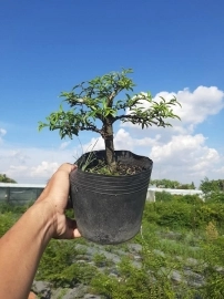 Bonsai hàng chất lượng giá từ 150k-300k