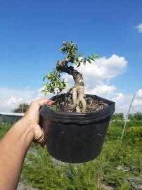 Bonsai hàng chất lượng giá từ 150k-300k