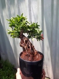 Trang Bonsai siêu hoa