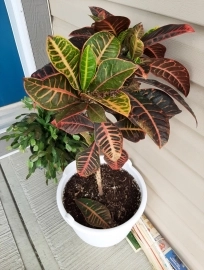 My little croton petra.