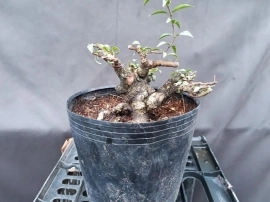 Bonsai giá 100k-300k ...