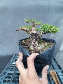 Bonsai giá 100k-300k ...