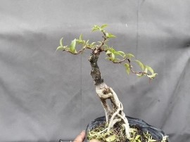 Bonsai giá 100k-300k ...