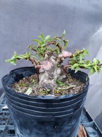 Bonsai giá 100k-300k ...