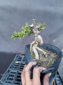 Bonsai giá 100k-300k ...