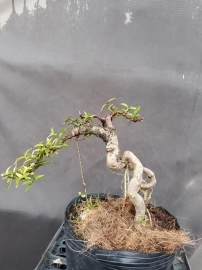 Bonsai giá 100k-300k ...