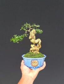 Linh sam siêu quái siêu mini ghép hoa trắng cuốn hồng