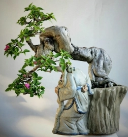 Hoa giấy bonsai rất già tay cành mịn đường thân đẹp